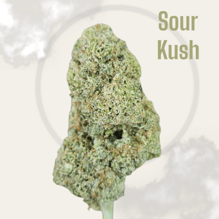 Sour kush